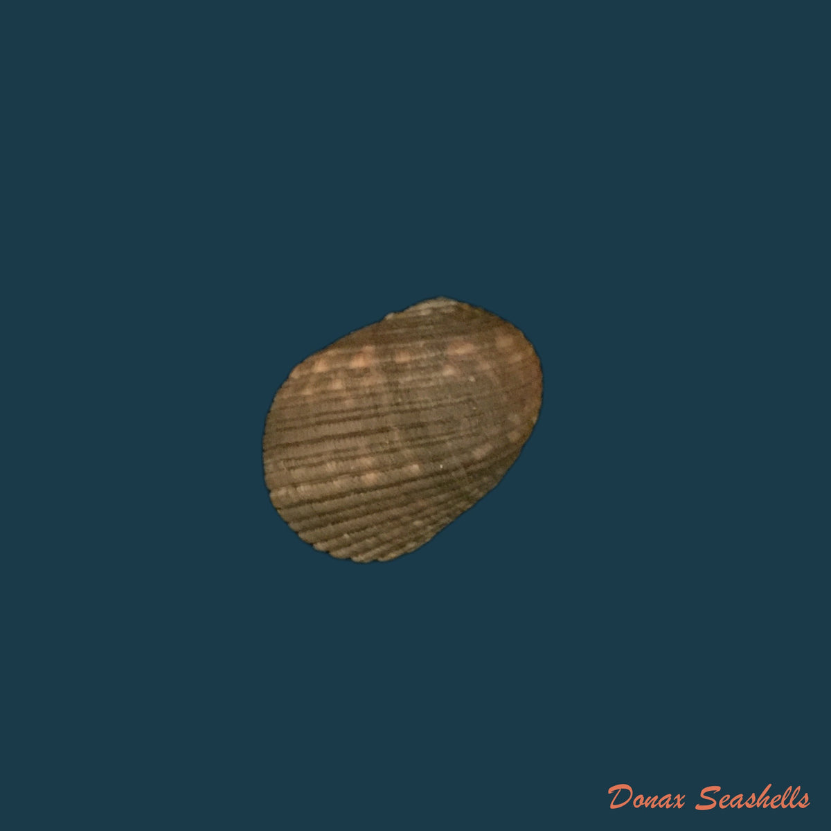 copia-de-nerita-fulgurans-gmelin-1791-22-8mm