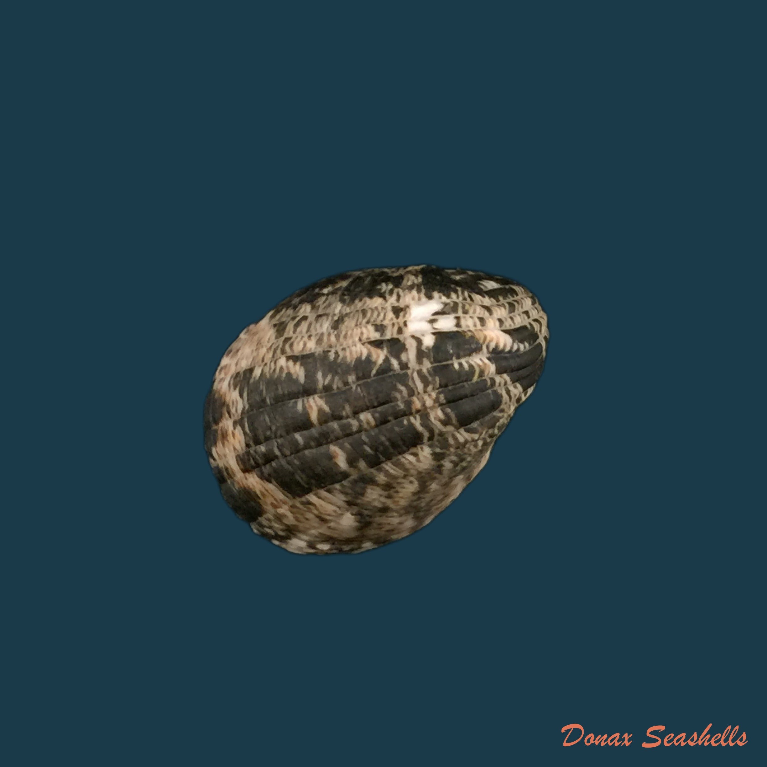 copia-de-nerita-fulgurans-gmelin-1791-23-8mm