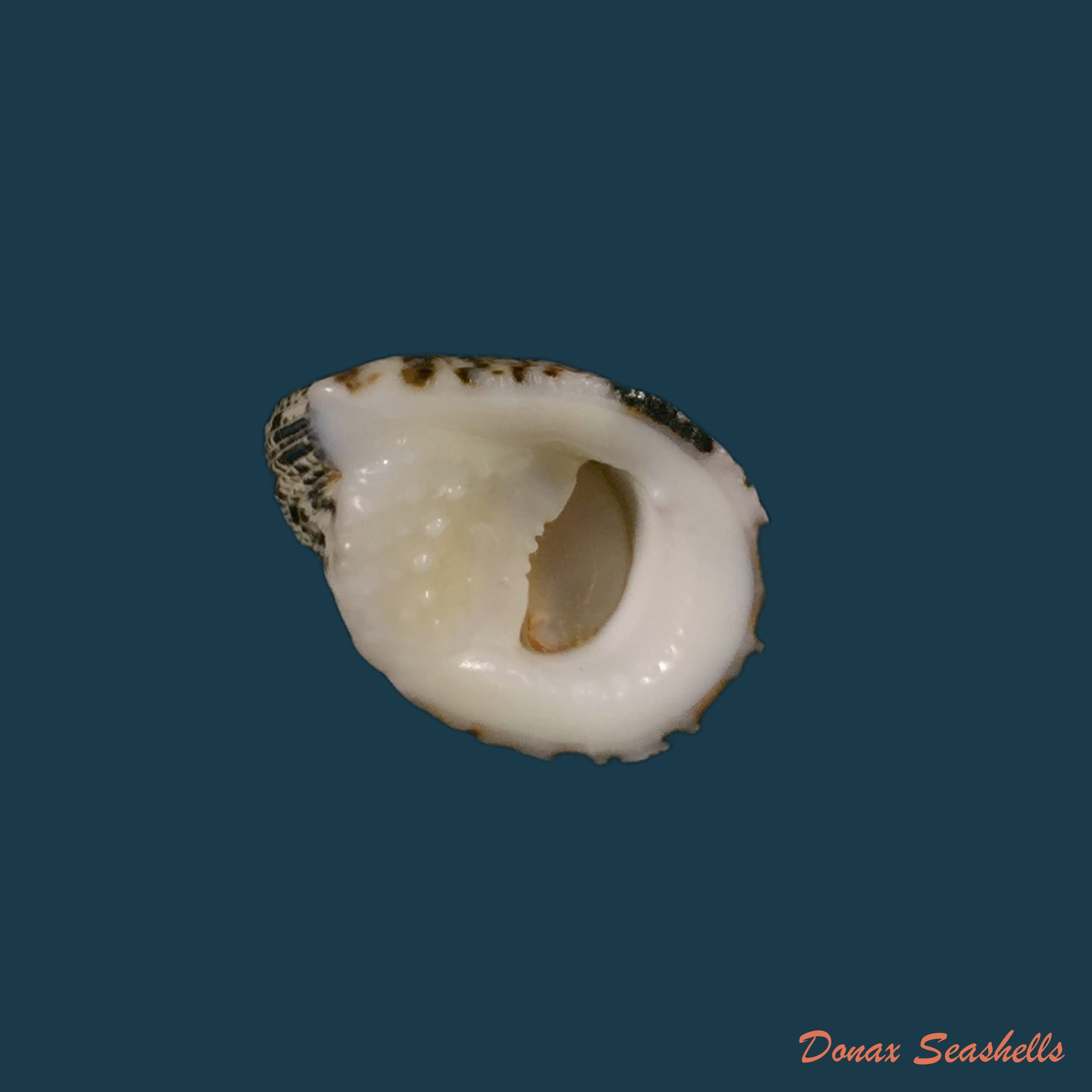 copia-de-nerita-fulgurans-gmelin-1791-23-8mm