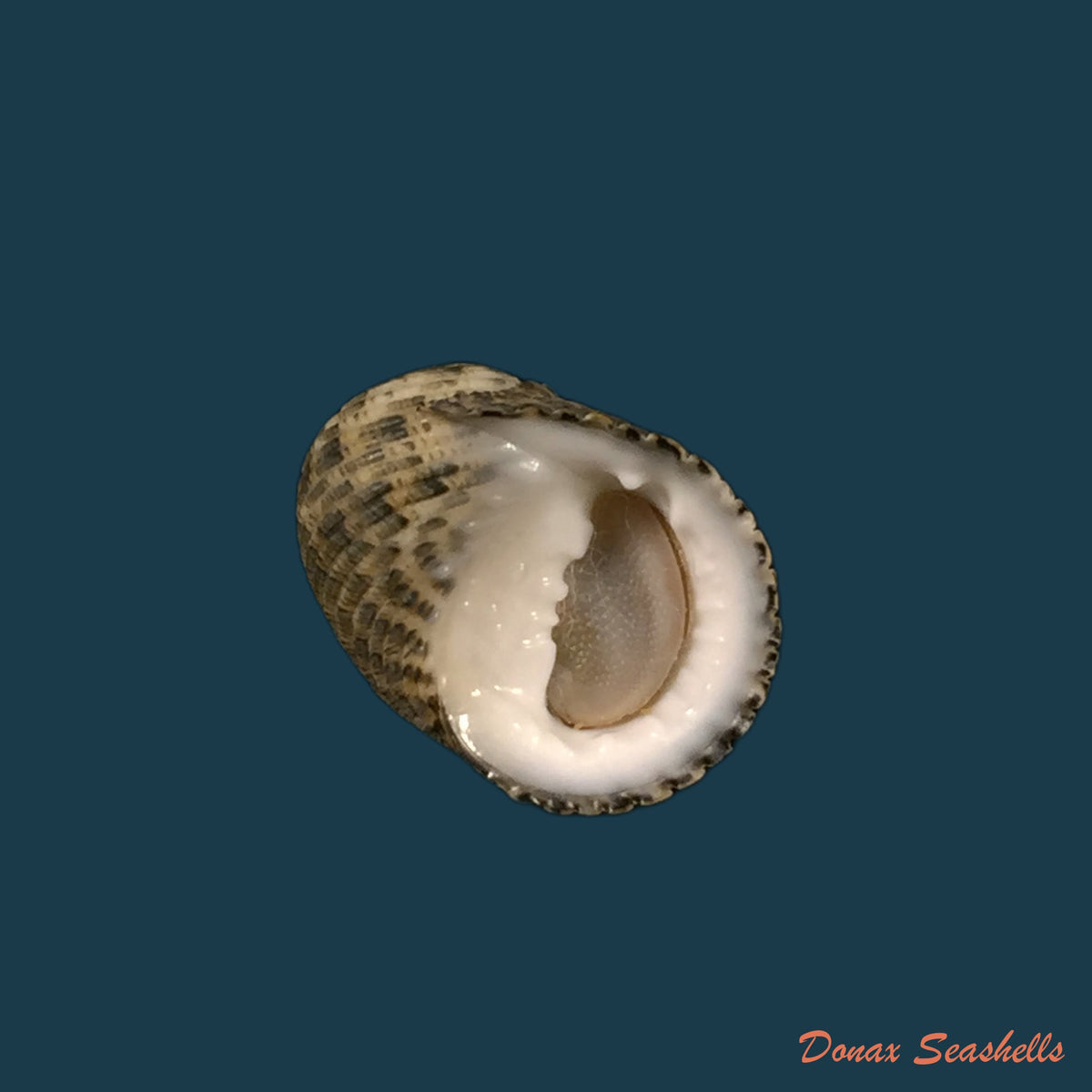 copia-de-nerita-fulgurans-gmelin-1791-24-4mm