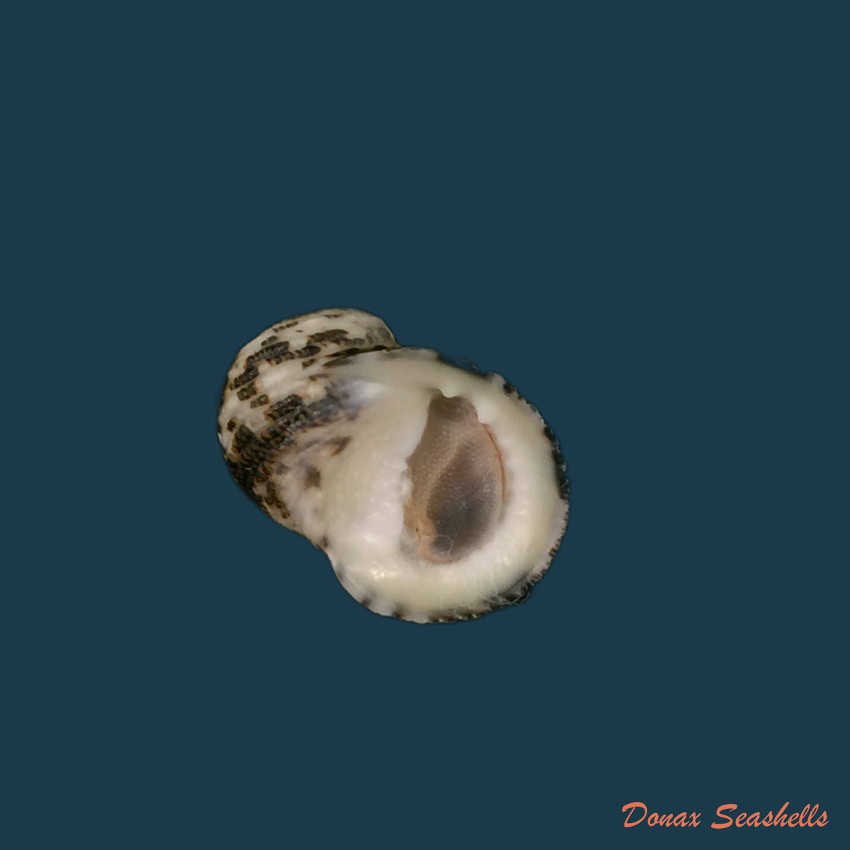 copia-de-nerita-fulgurans-gmelin-1791-25-3mm-1