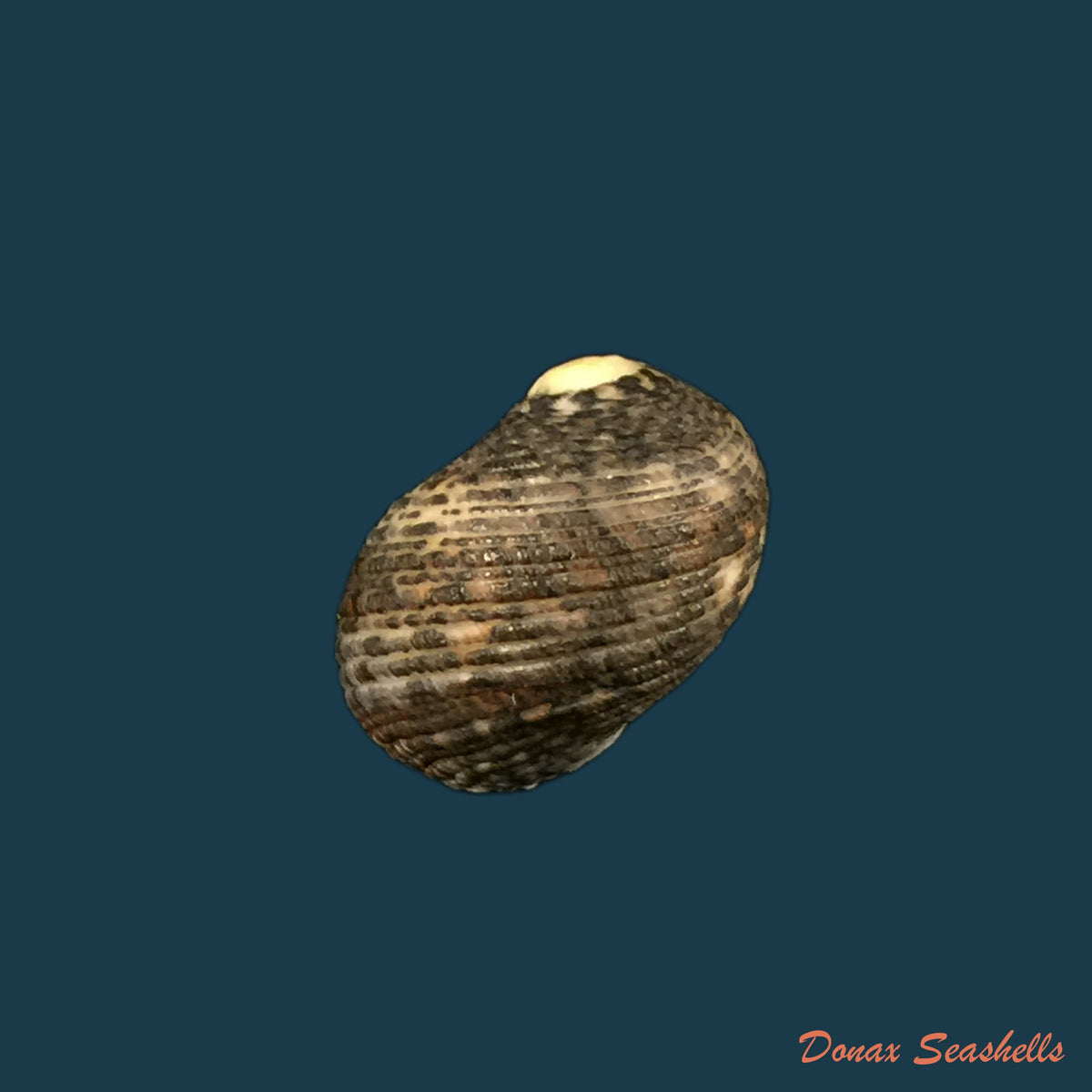 copia-de-nerita-funiculata-menke-1850-17-8mm