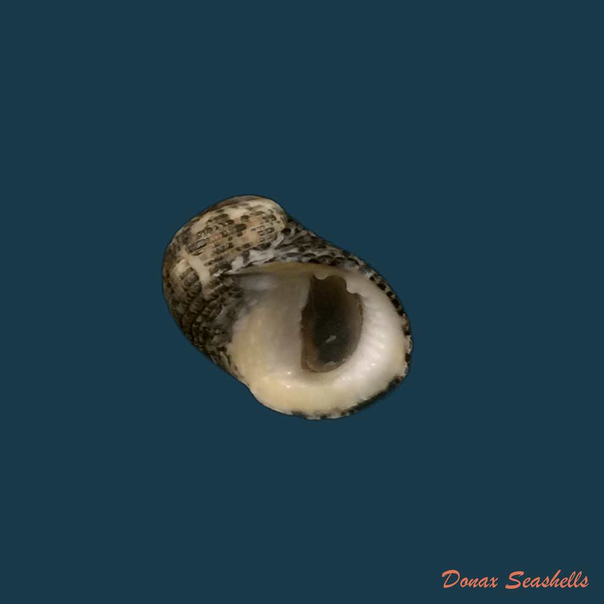 copia-de-nerita-funiculata-menke-1850-17-8mm