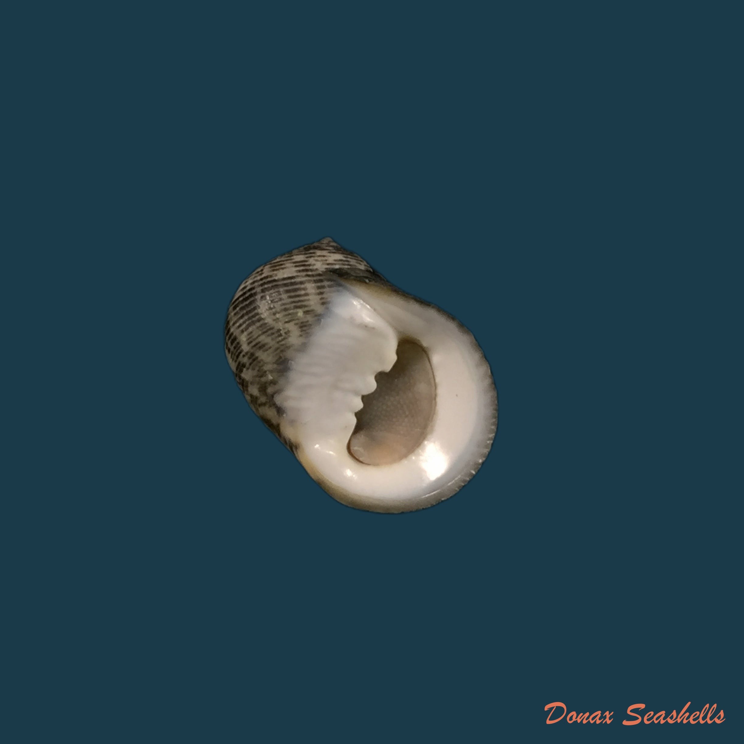 copia-de-nerita-funiculata-menke-1850-18-3mm