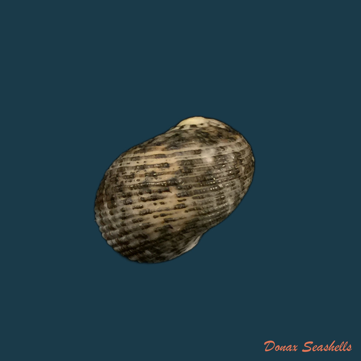 copia-de-nerita-funiculata-menke-1850-19-8mm