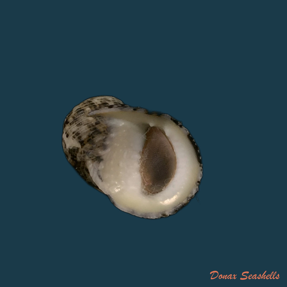 copia-de-nerita-funiculata-menke-1850-19-8mm