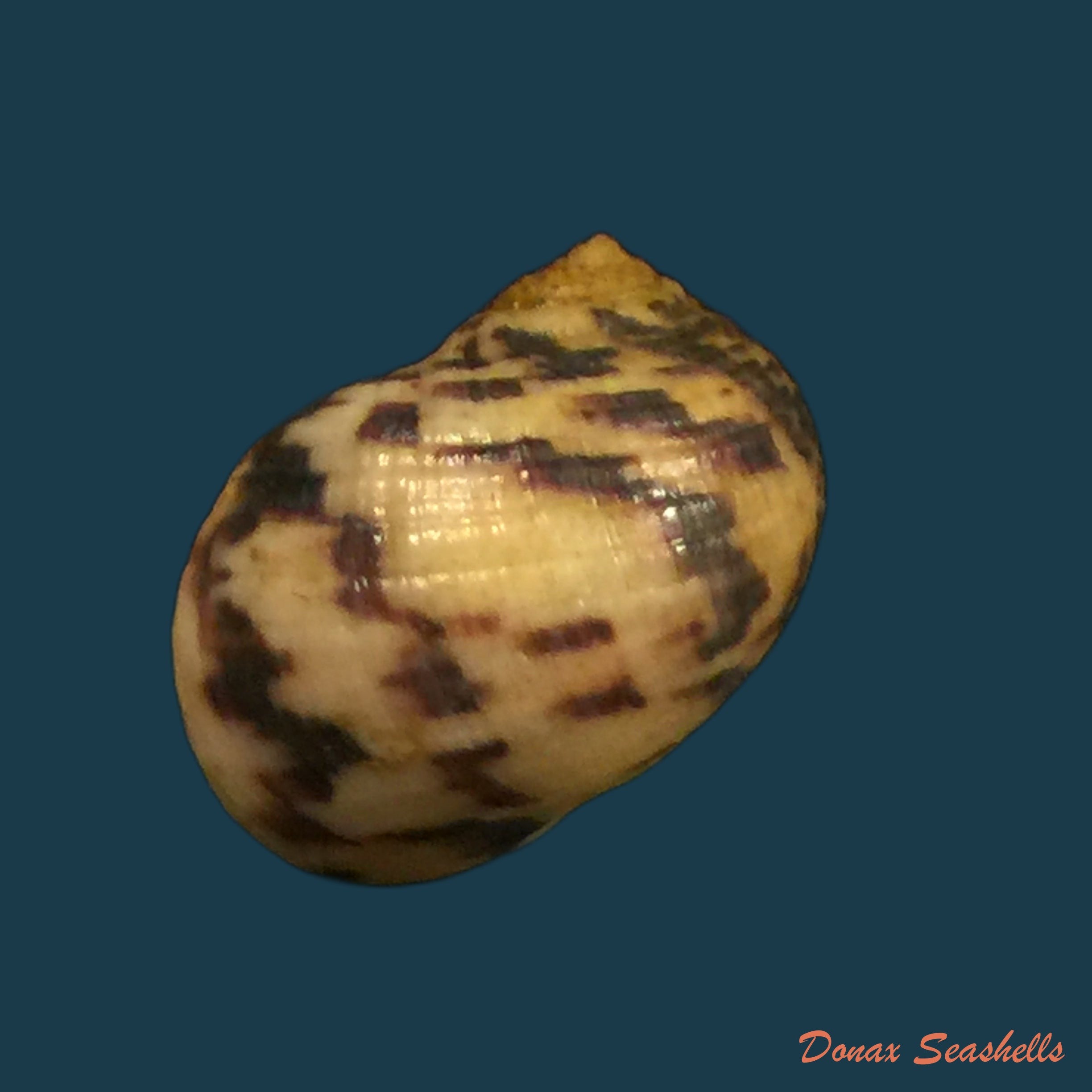 copia-de-nerita-peloronta-linnaeus-1758-27-5mm