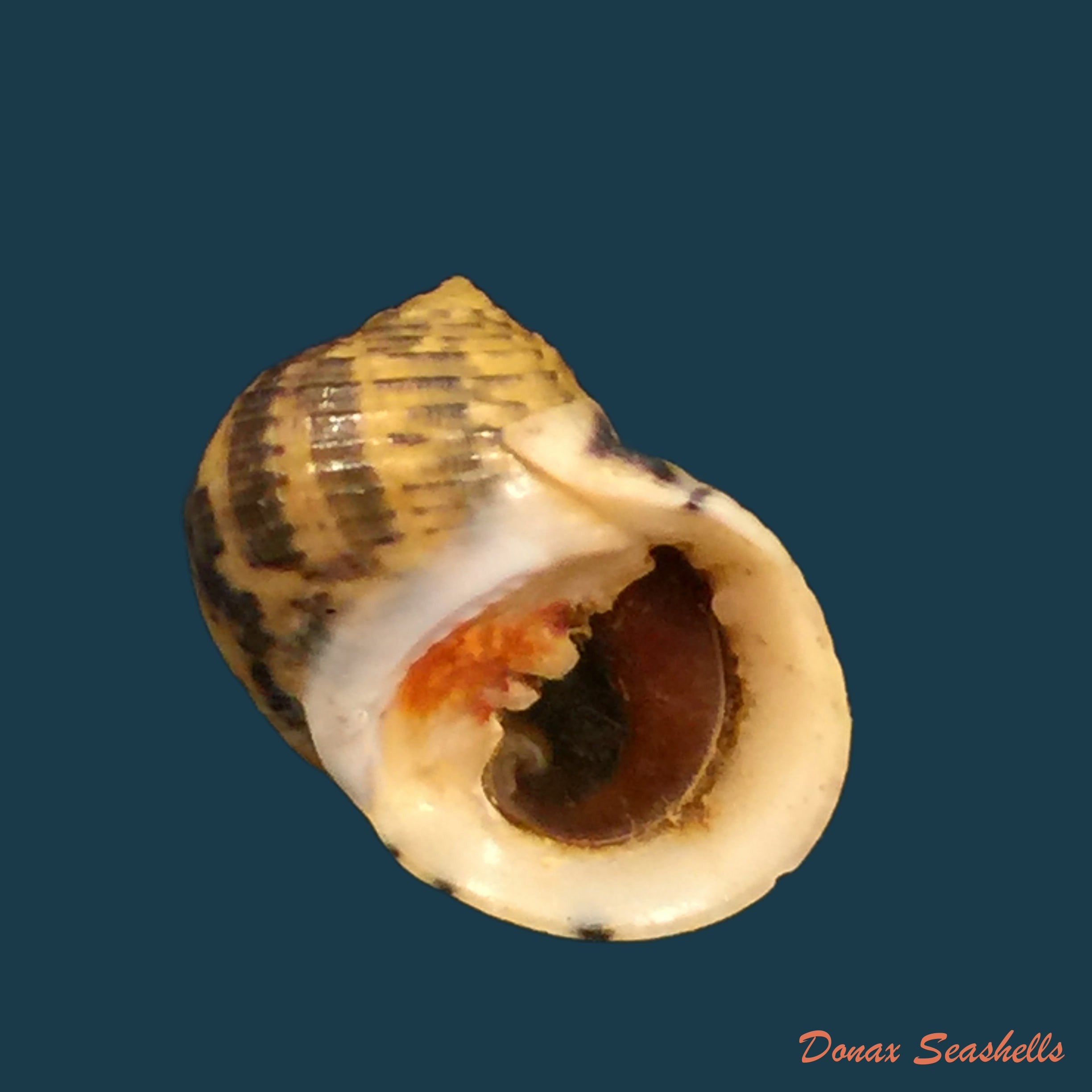 copia-de-nerita-peloronta-linnaeus-1758-27-5mm