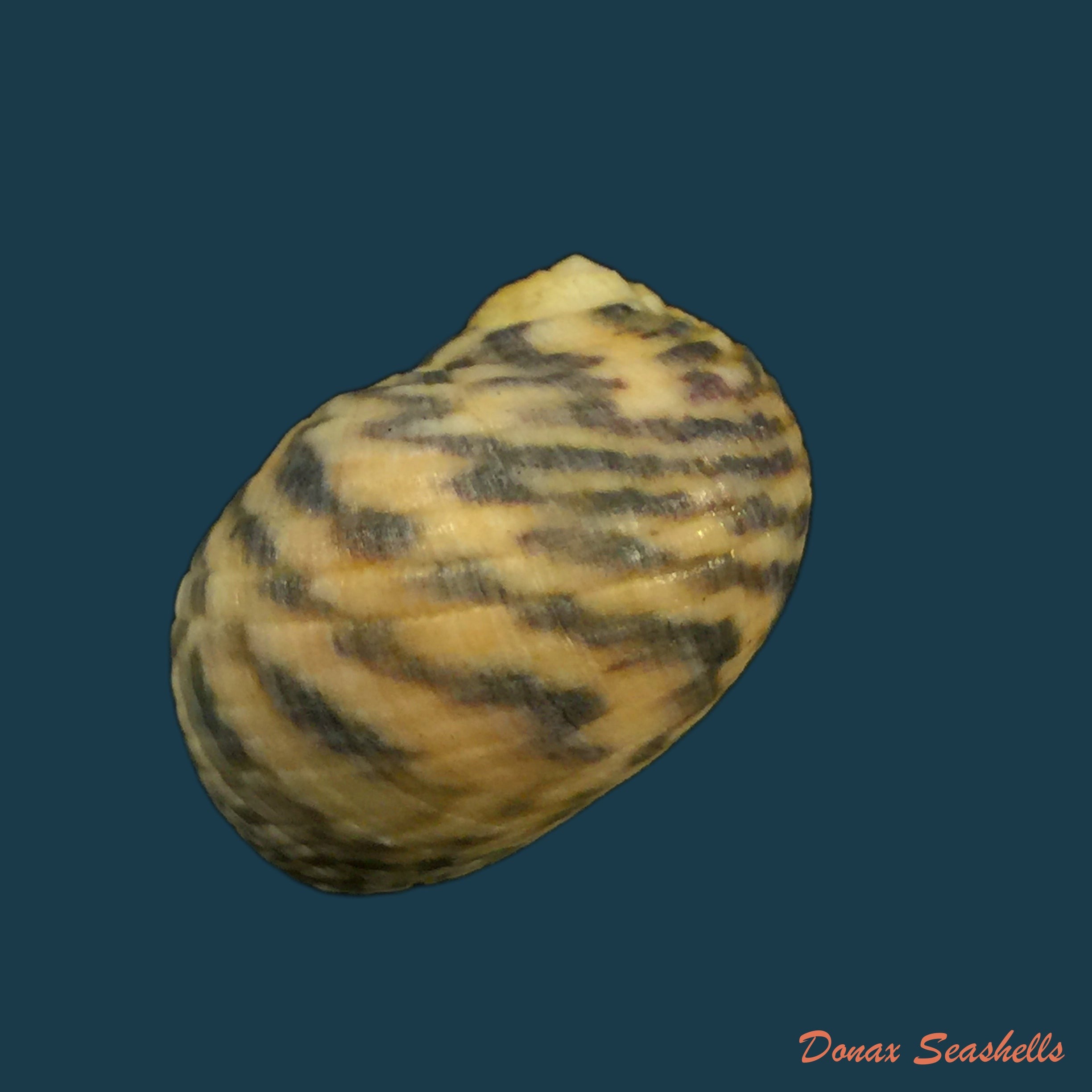 copia-de-nerita-peloronta-linnaeus-1758-27mm