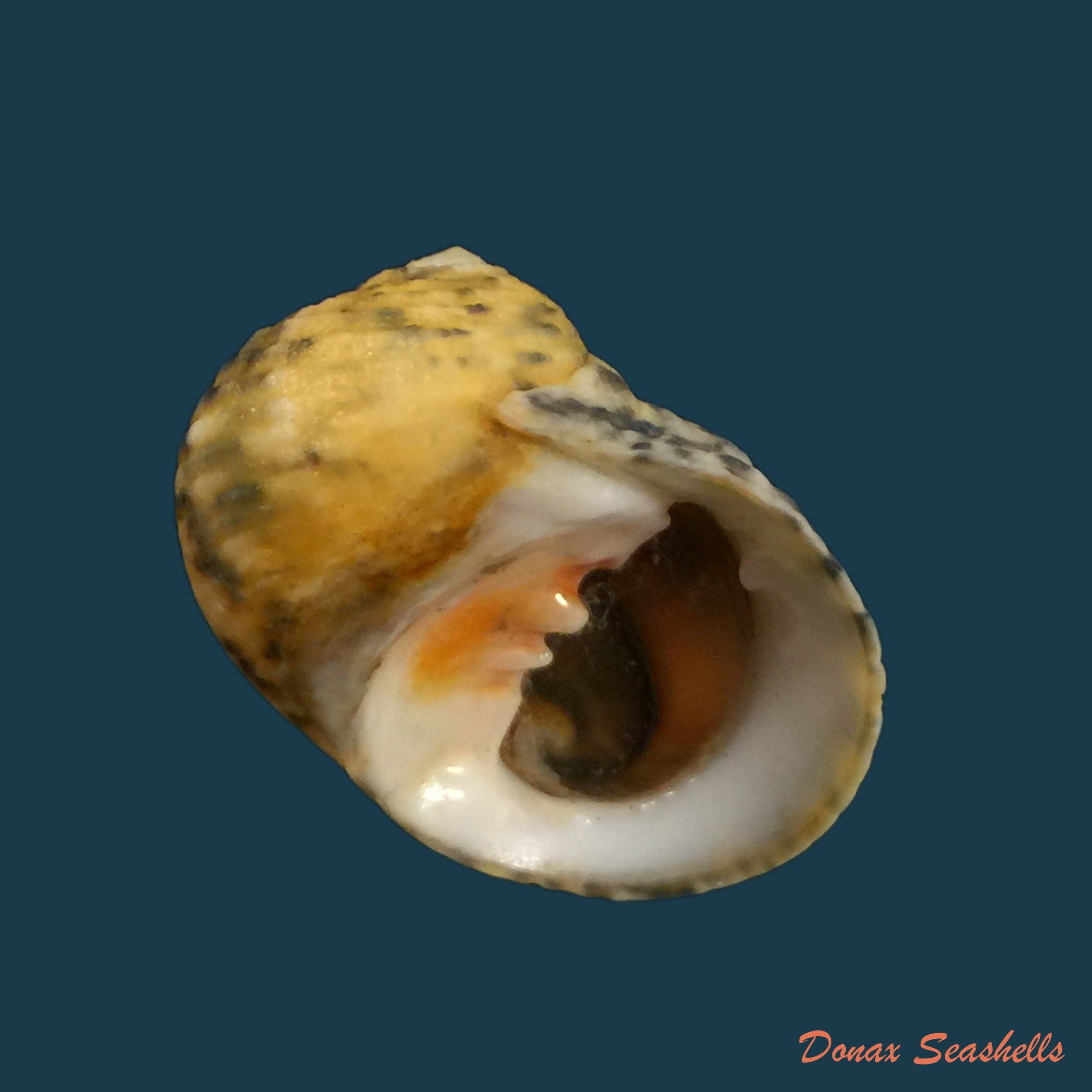 copia-de-nerita-peloronta-linnaeus-1758-27mm
