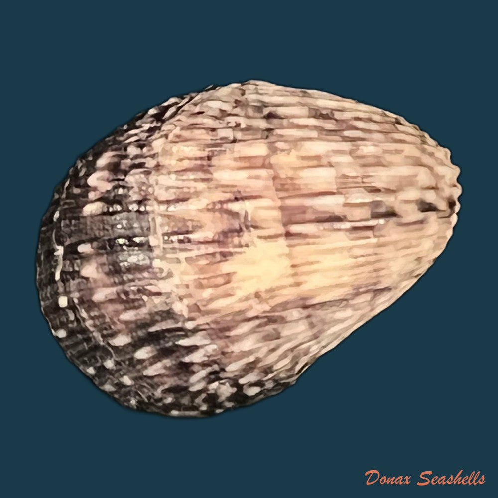 copia-de-nerita-planospira-anton-1838-32mm