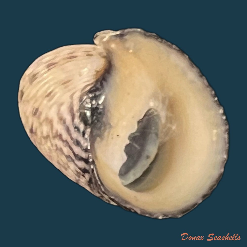 copia-de-nerita-planospira-anton-1838-32mm