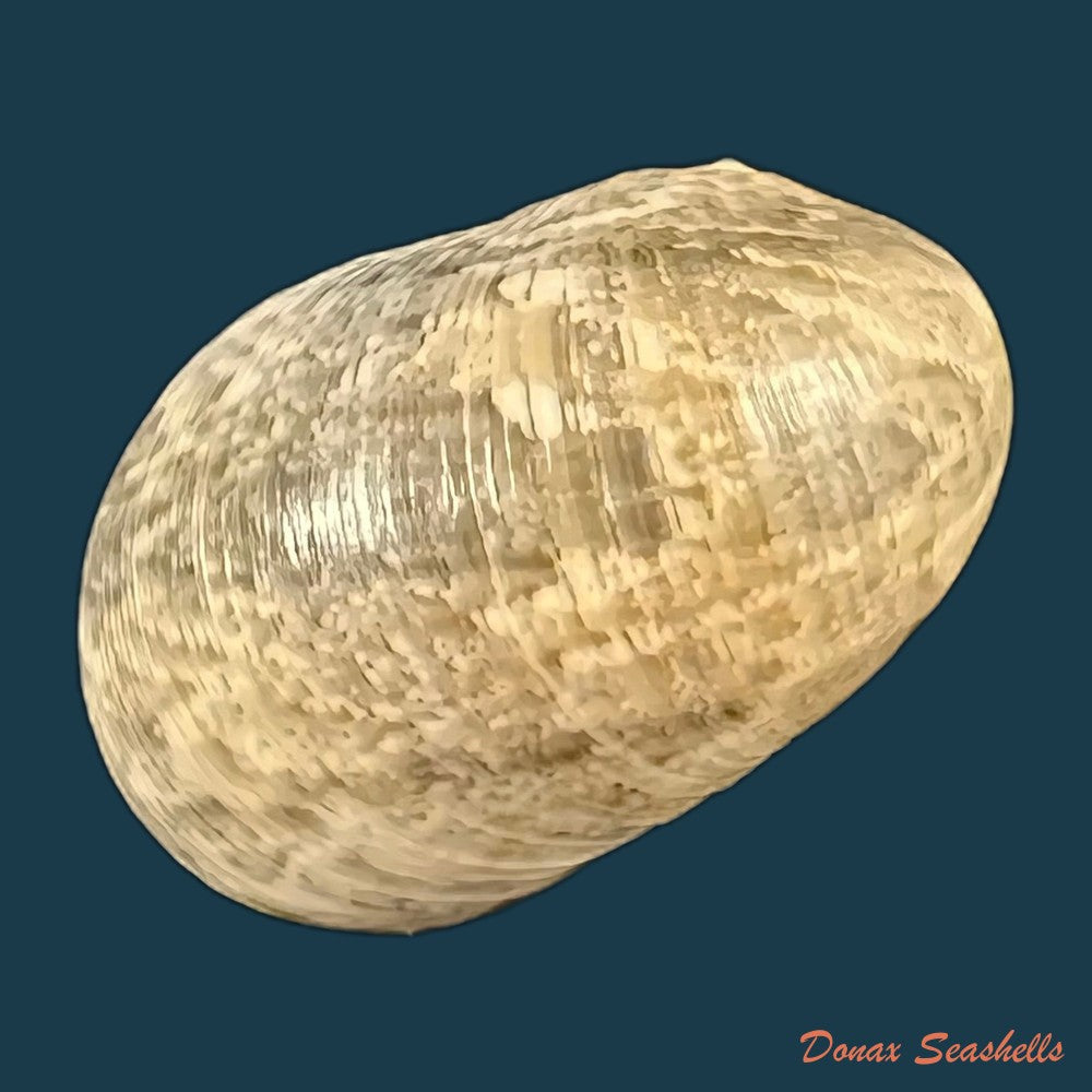 copia-de-nerita-polita-linnaeus-1758-33-2mm