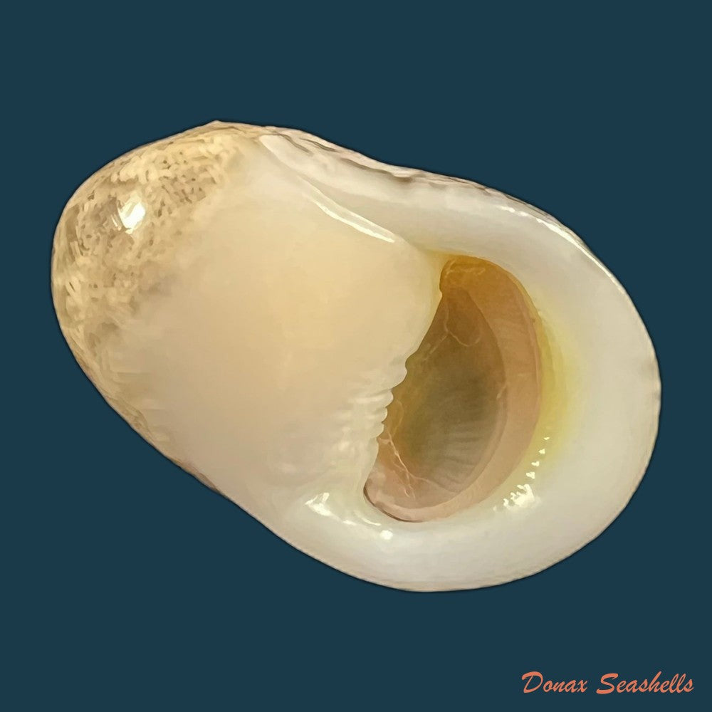 copia-de-nerita-polita-linnaeus-1758-33-2mm
