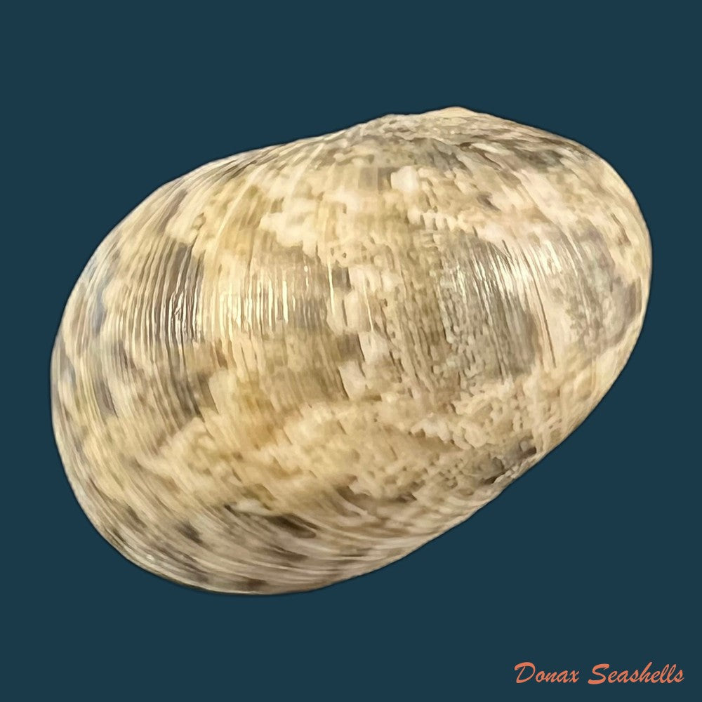 copia-de-nerita-polita-linnaeus-1758-33-4mm
