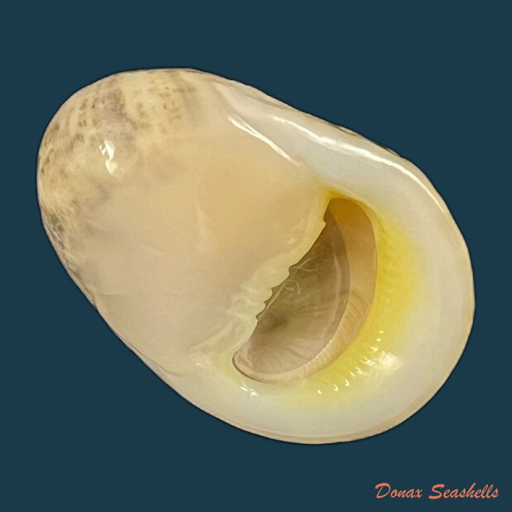 copia-de-nerita-polita-linnaeus-1758-33-4mm