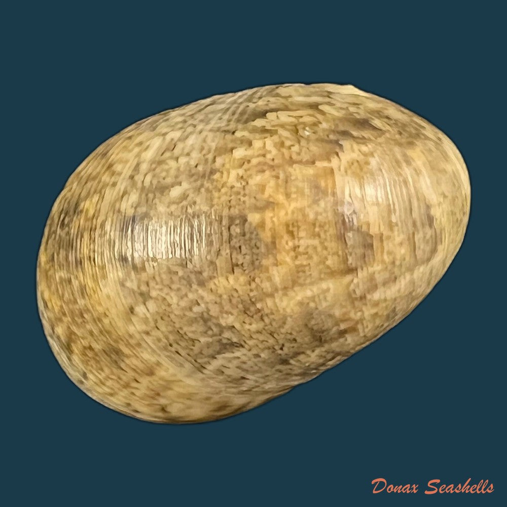 copia-de-nerita-polita-linnaeus-1758-33-9mm