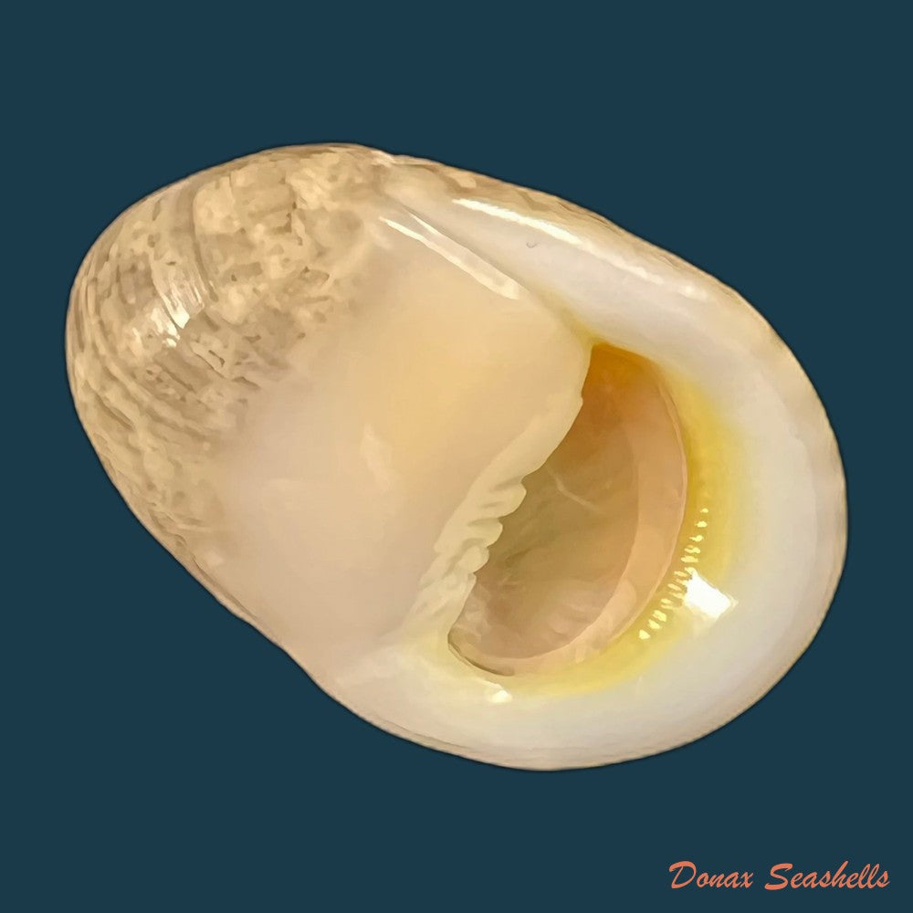 copia-de-nerita-polita-linnaeus-1758-33-9mm