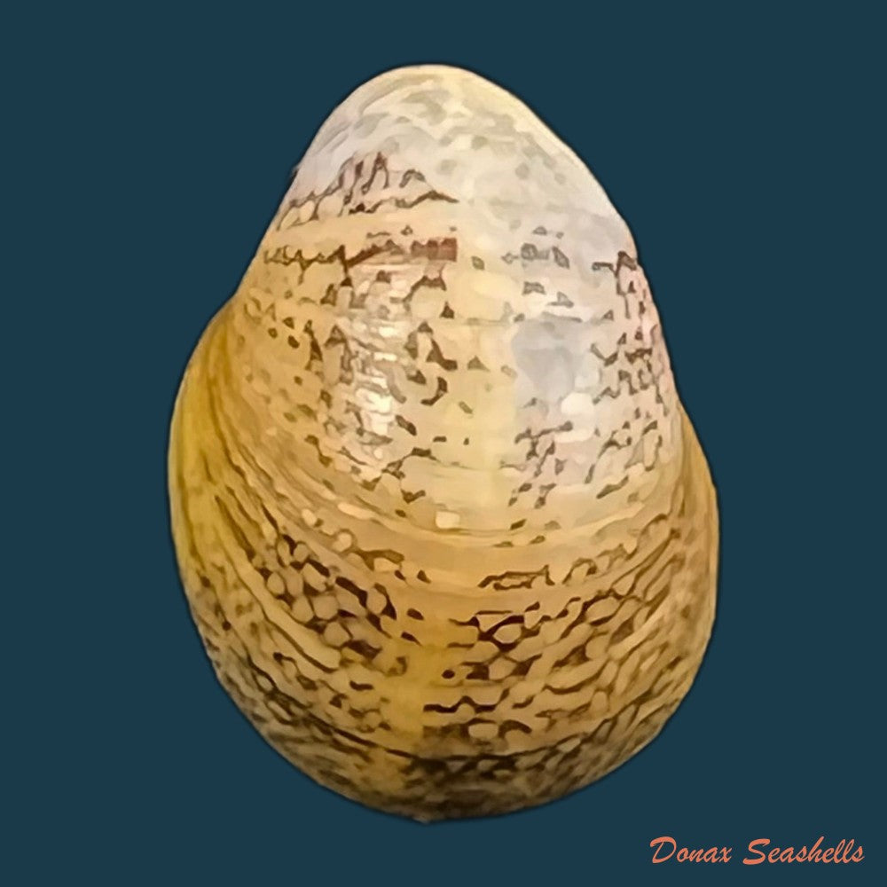 copia-de-nerita-polita-linnaeus-1758-34-5mm
