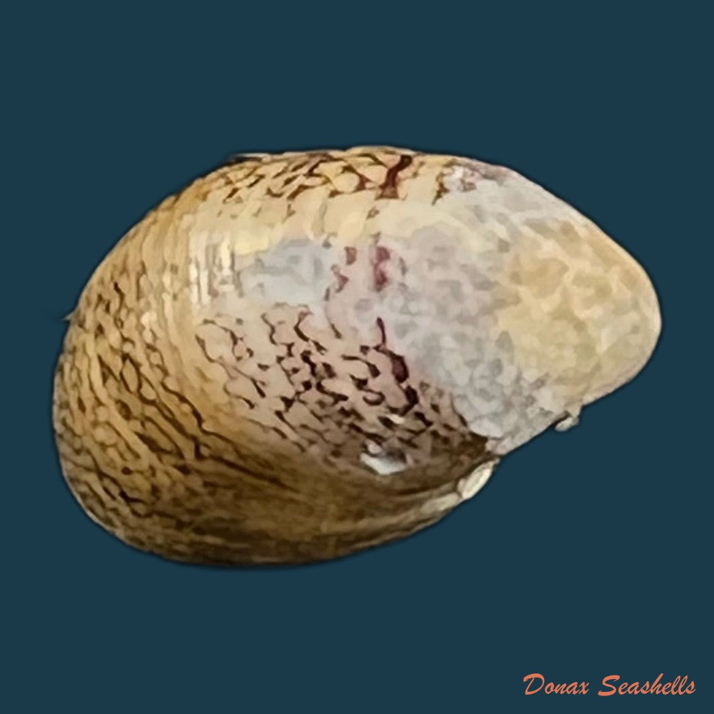copia-de-nerita-polita-linnaeus-1758-34-5mm