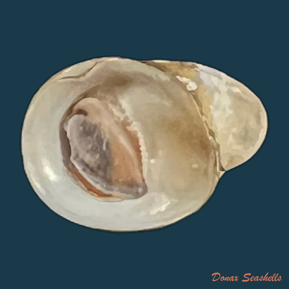 copia-de-nerita-polita-linnaeus-1758-34-5mm