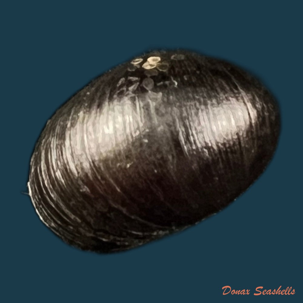 copia-de-nerita-senegalensis-gmelin-1791-18-61mm