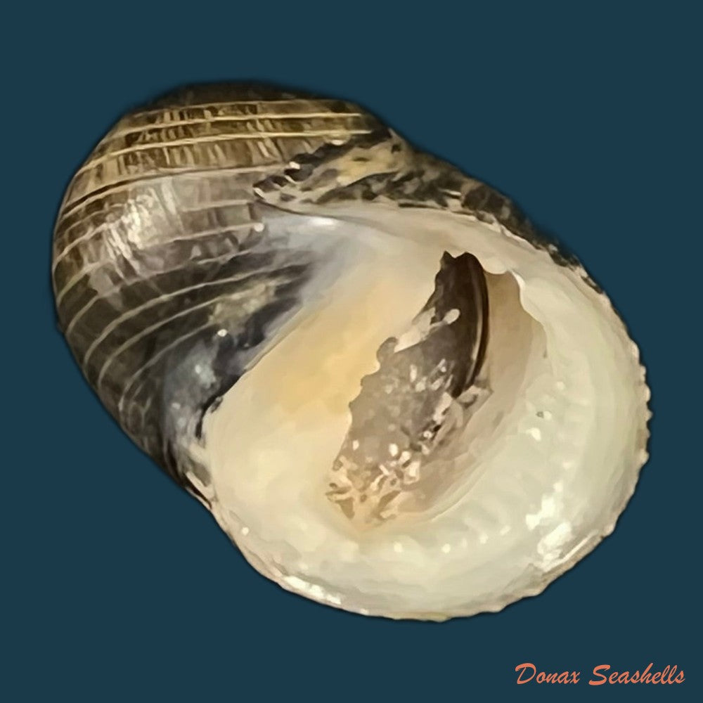 copia-de-nerita-senegalensis-gmelin-1791-20-1mm