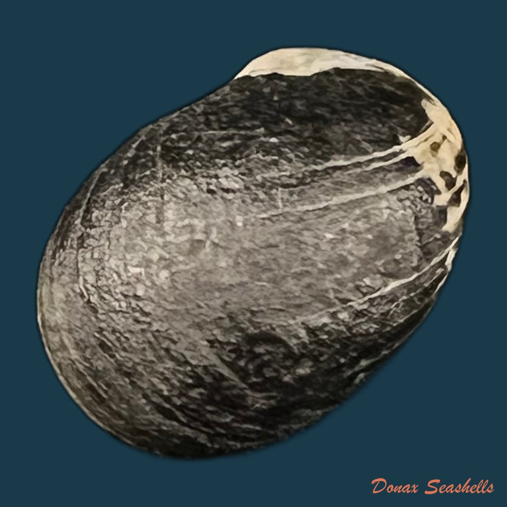 copia-de-nerita-senegalensis-gmelin-1791-21-3mm