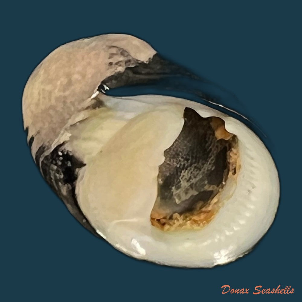 copia-de-nerita-senegalensis-gmelin-1791-21-3mm