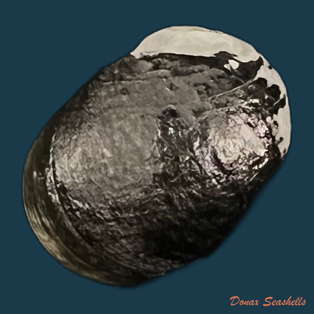 copia-de-nerita-senegalensis-gmelin-1791-22-1mm
