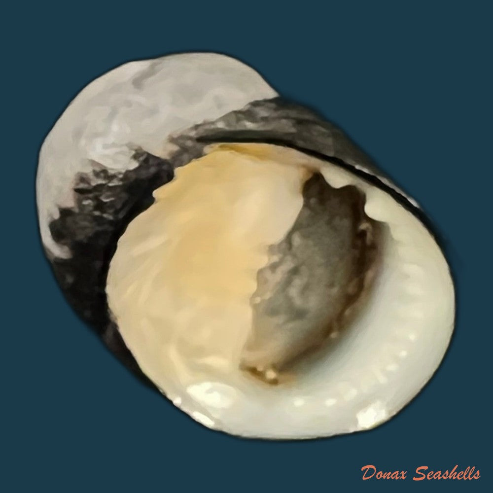 copia-de-nerita-senegalensis-gmelin-1791-22-1mm