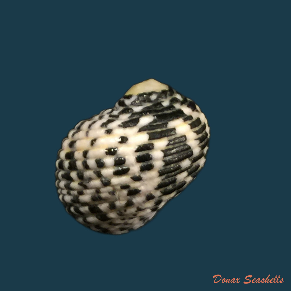 copia-de-nerita-senegalensis-gmelin-1791-25-6mm