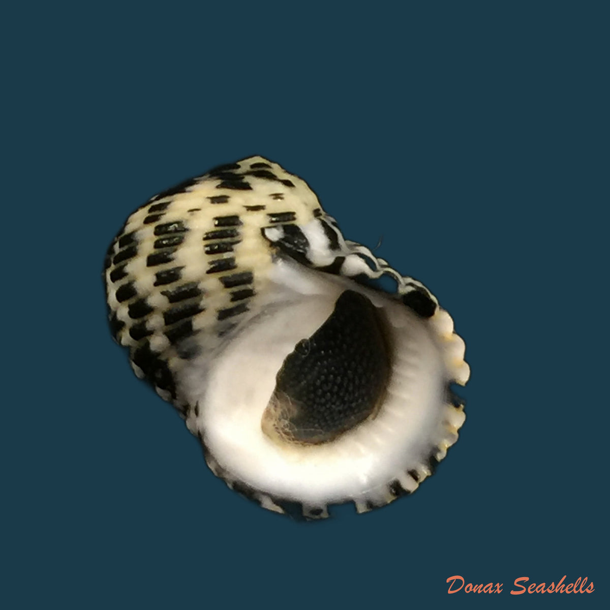copia-de-nerita-senegalensis-gmelin-1791-25-6mm