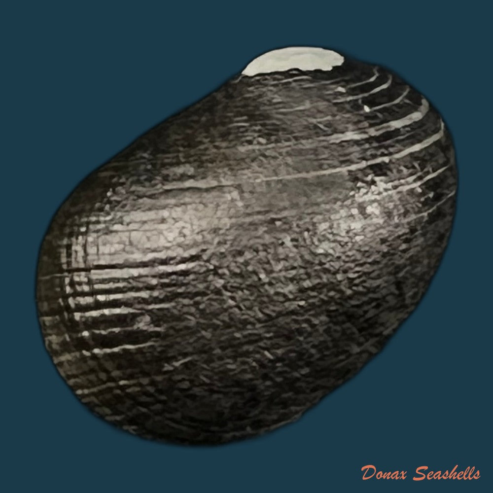 copia-de-nerita-senegalensis-gmelin-1791-27mm-1
