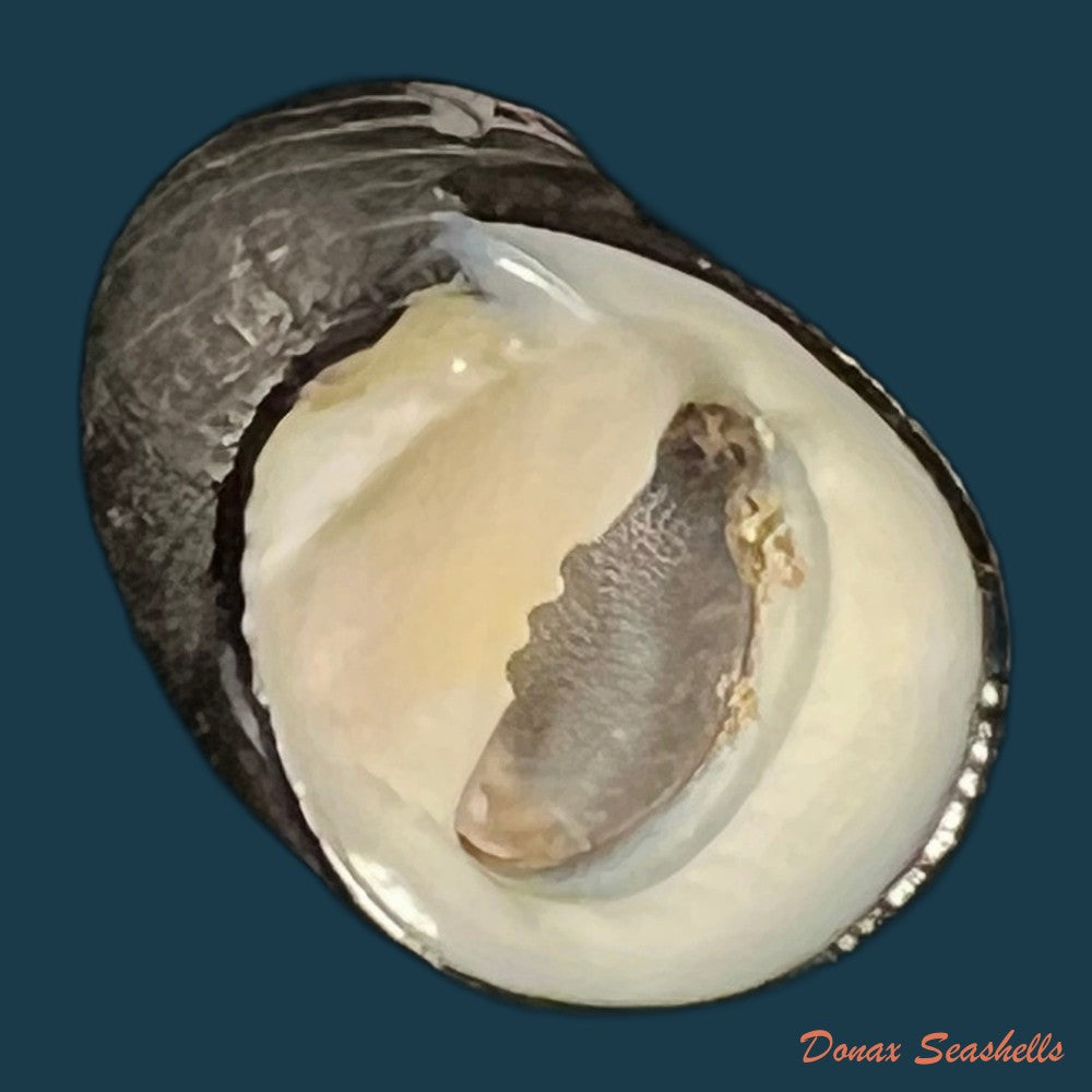 copia-de-nerita-senegalensis-gmelin-1791-27mm-1