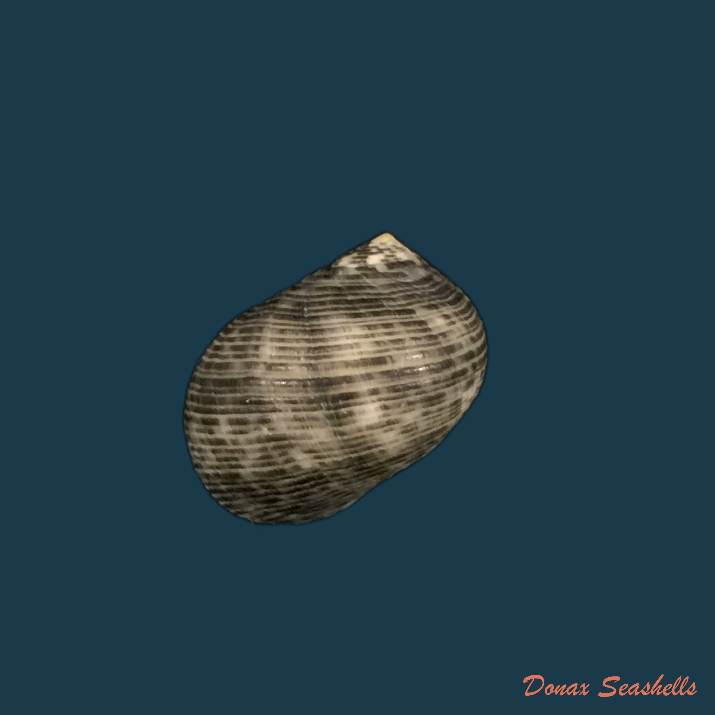 copia-de-nerita-untada-linnaeus-1758-21-5mm