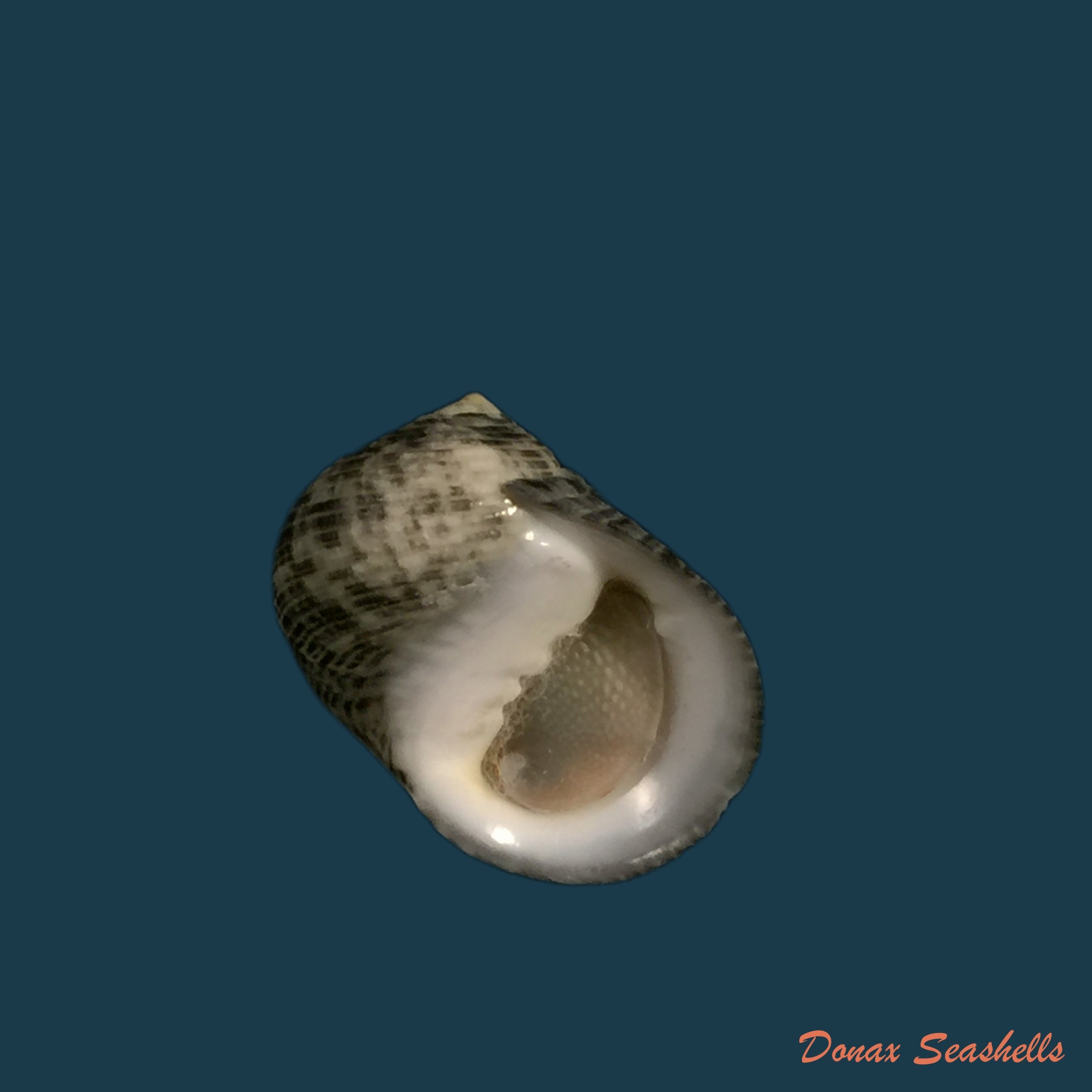 copia-de-nerita-untada-linnaeus-1758-21-5mm