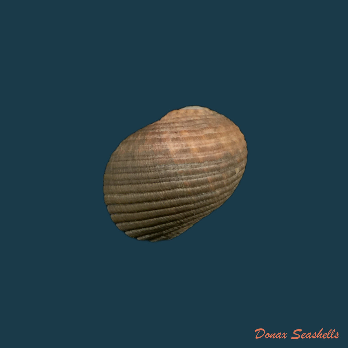 copia-de-nerita-versicolor-gmelin-1791-18-6mm