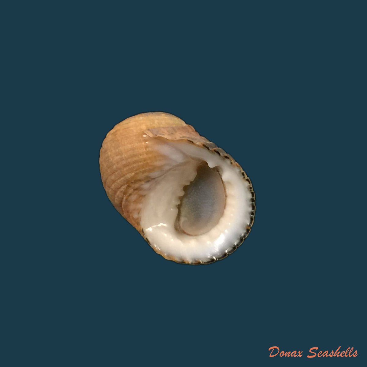copia-de-nerita-versicolor-gmelin-1791-18-6mm