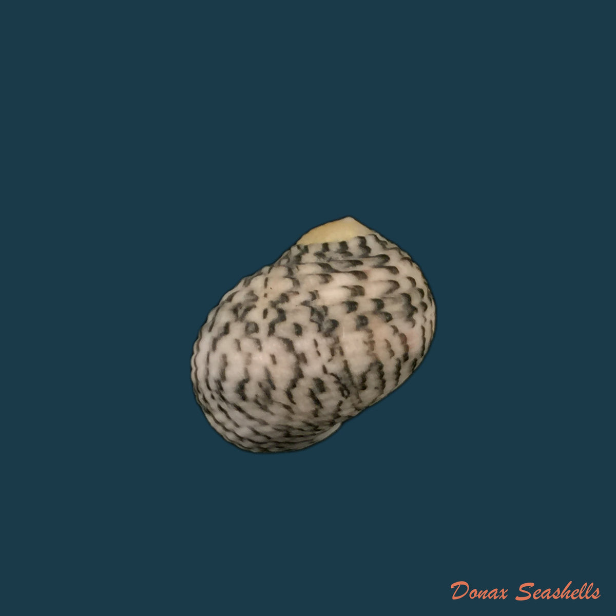 copia-de-nerita-versicolor-gmelin-1791-18mm