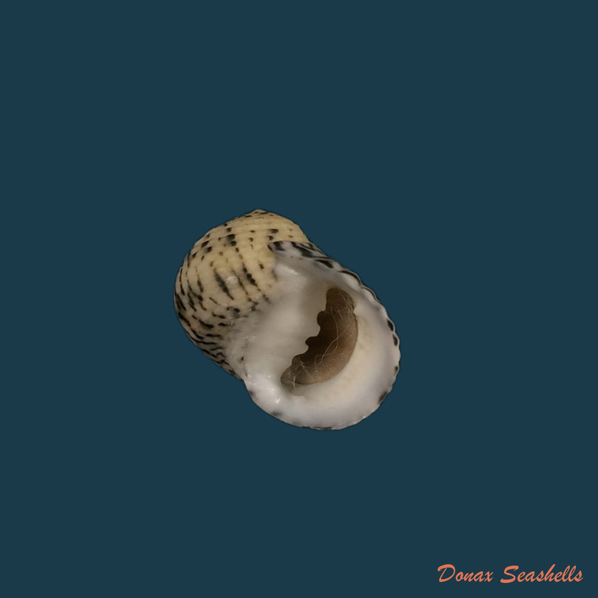 copia-de-nerita-versicolor-gmelin-1791-18mm