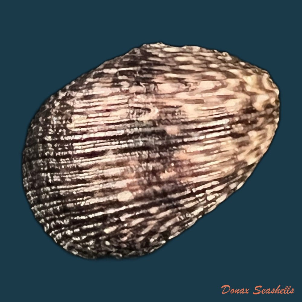 copia-de-neritina-pulligera-linnaeus-1767-25-6mm
