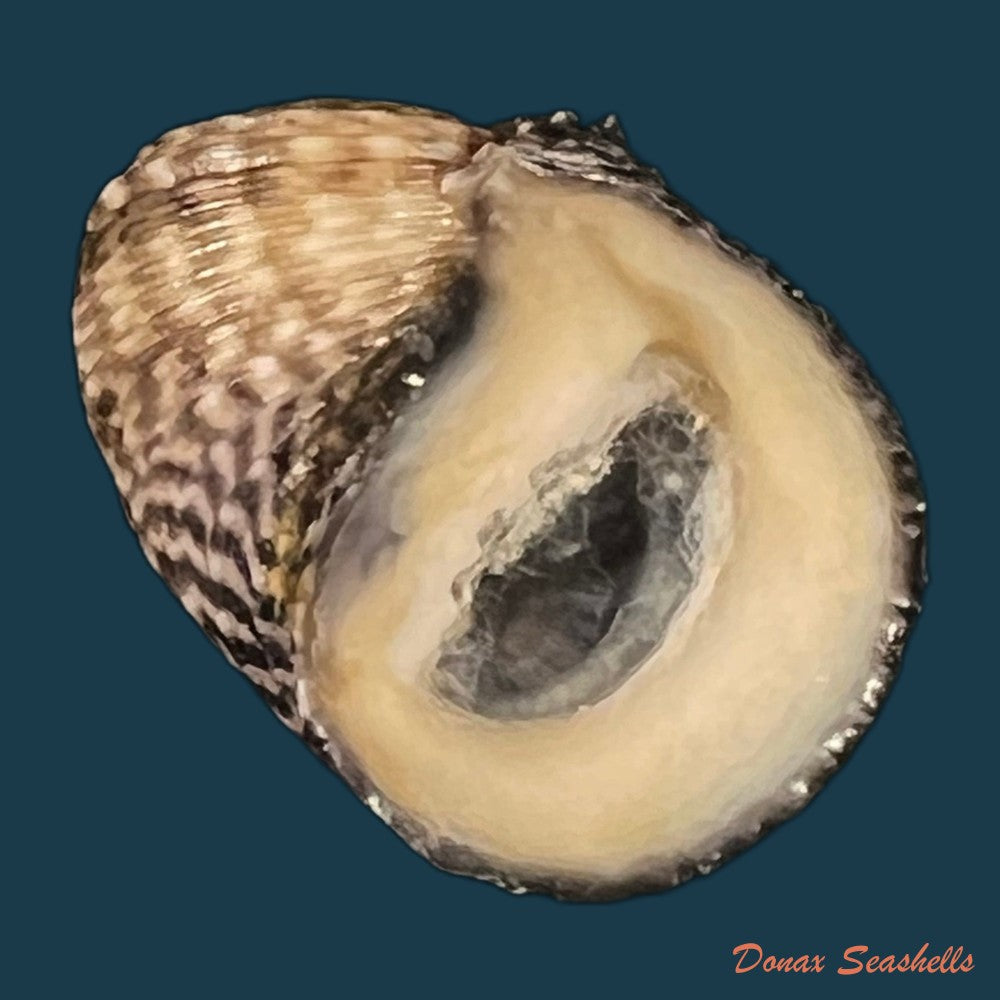 copia-de-neritina-pulligera-linnaeus-1767-25-6mm