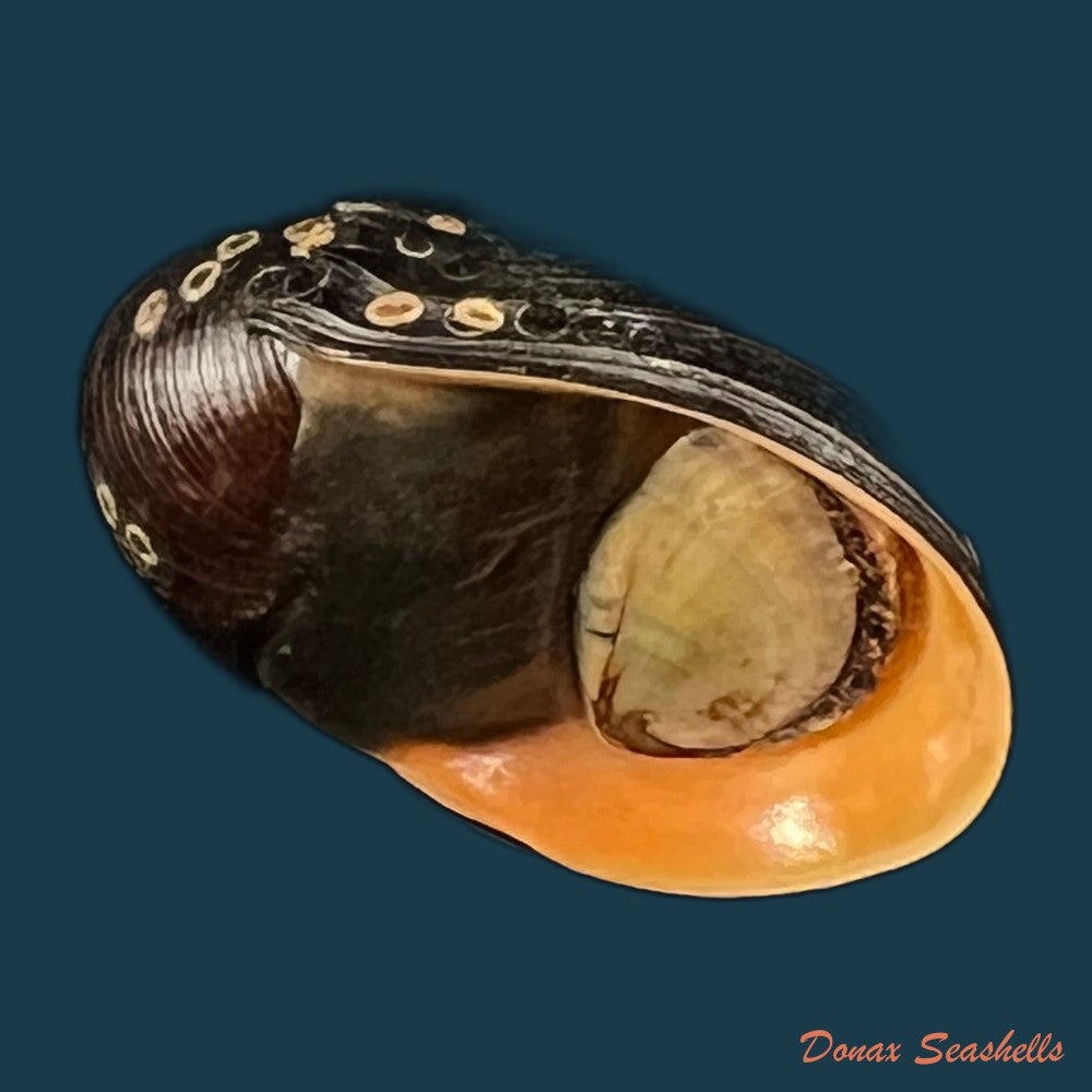 copia-de-neritina-pulligera-linnaeus-1767-26-1mm
