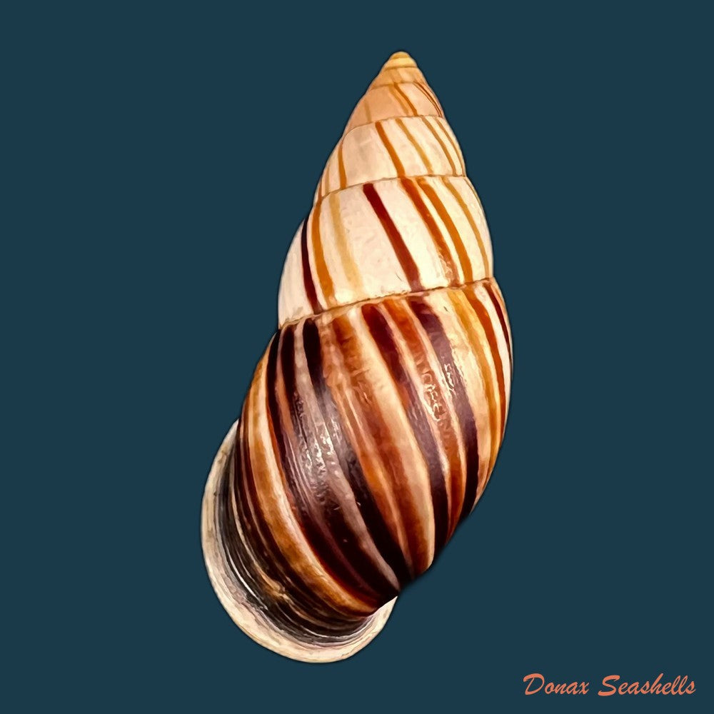 copia-de-newboldius-crichtoni-broderip-1836-56-8mm