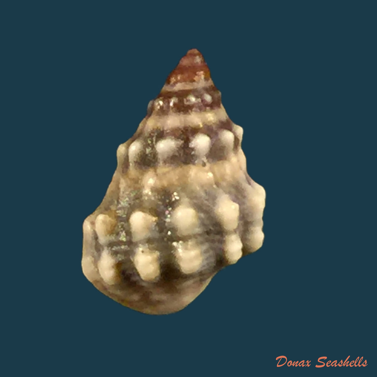 copia-de-nodilittorina-pyramidalis-quoy-gaimard-1833