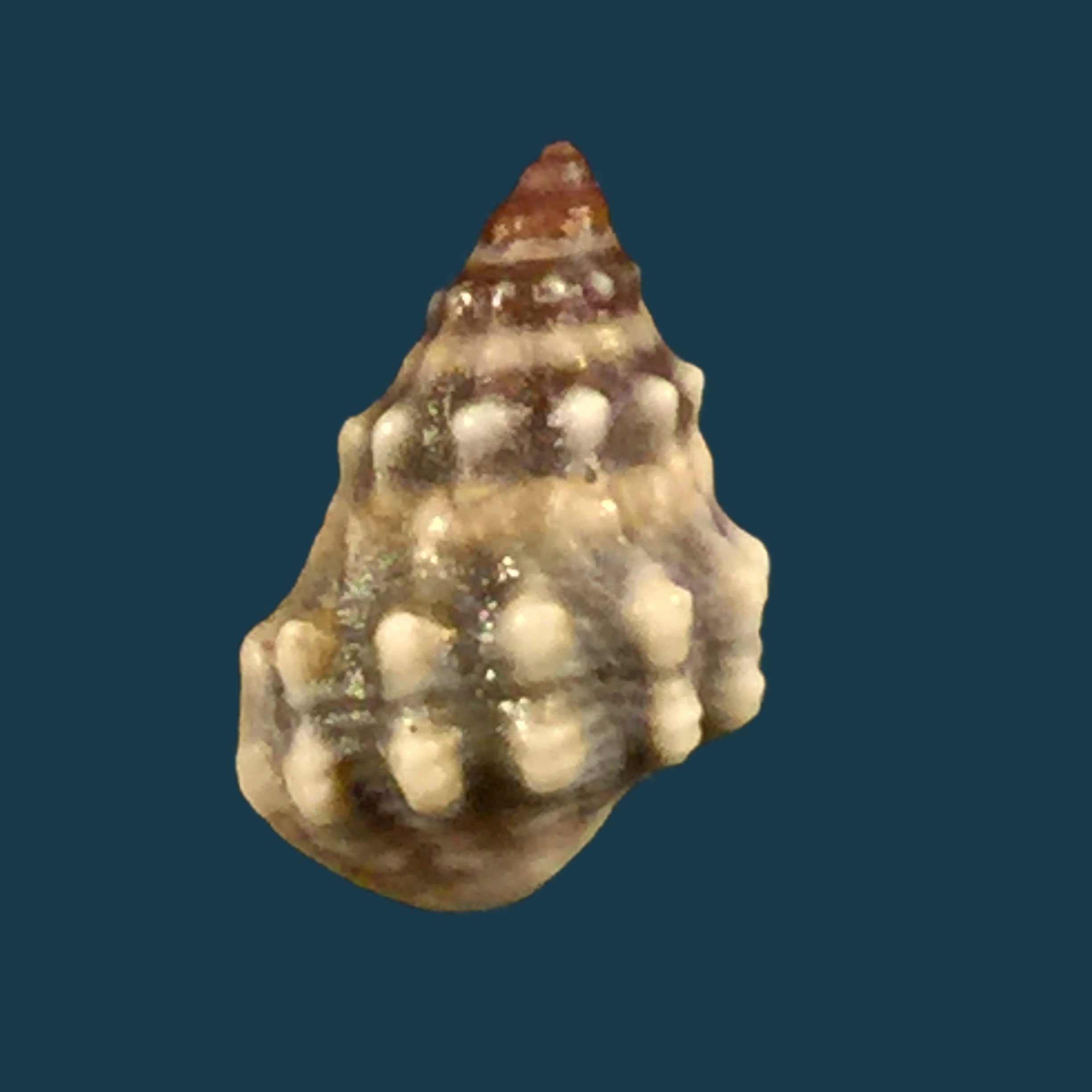 Nodilittorina pyramidalis (Quoy &amp; Gaimard, 1833) - 9毫米