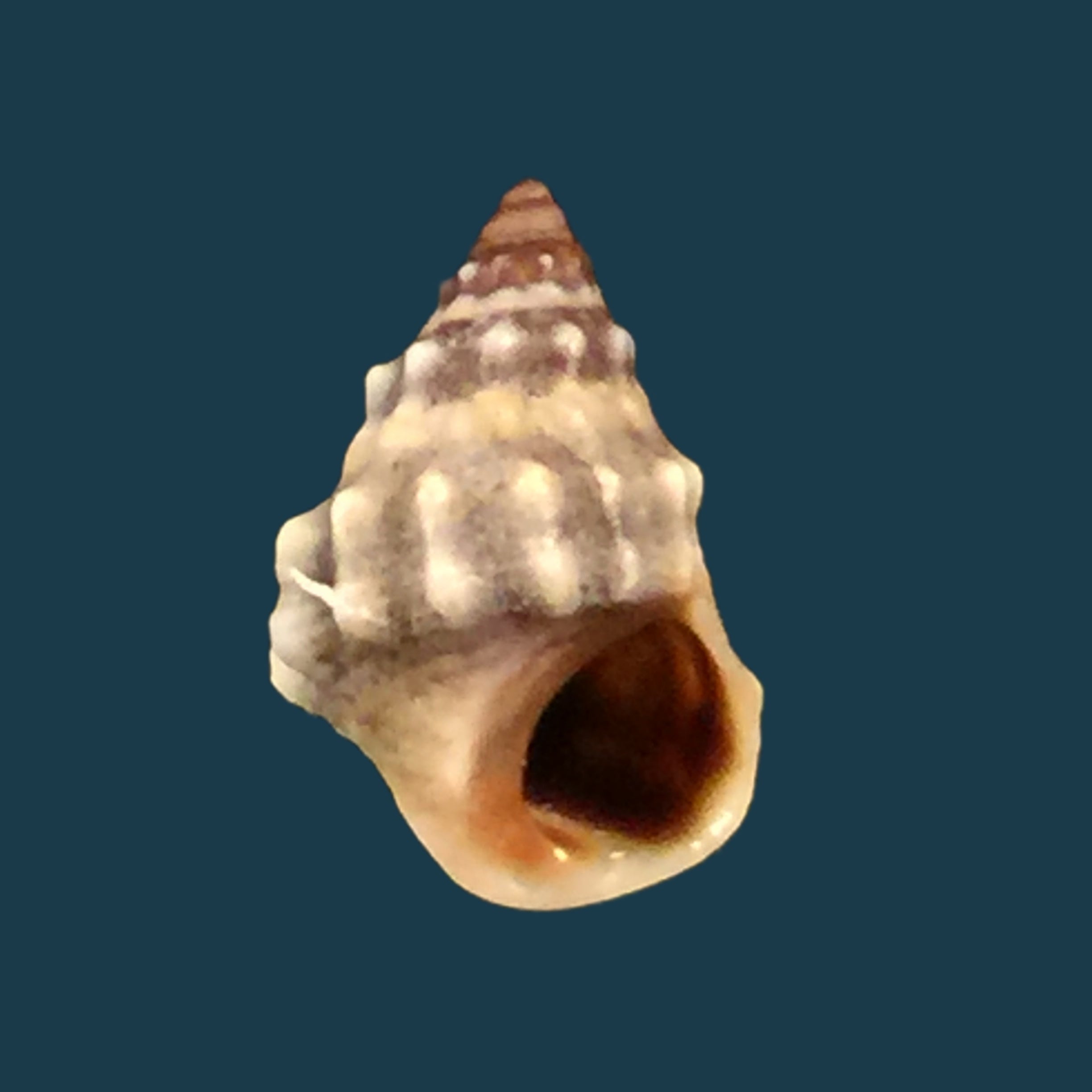 Nodilittorina pyramidalis (Quoy &amp; Gaimard, 1833) - 9毫米