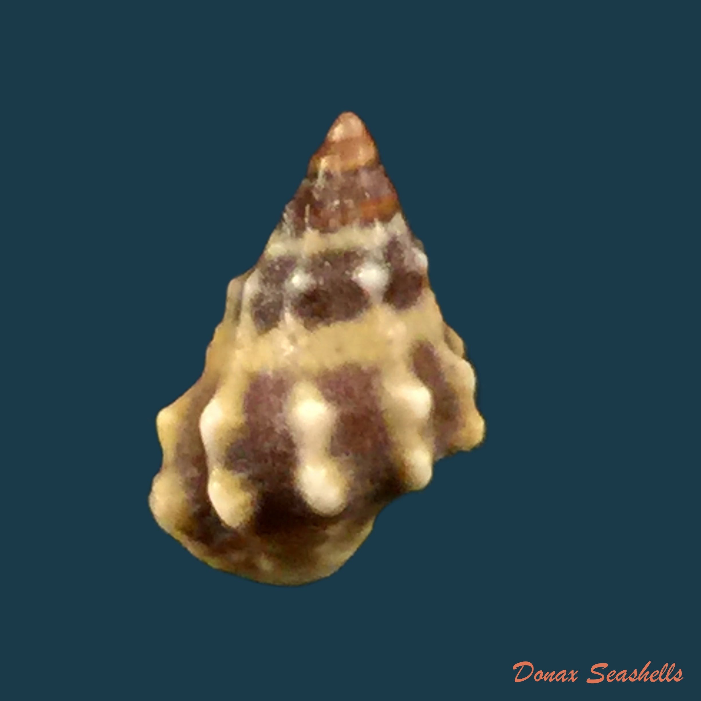 copia-de-nodilittorina-pyramidalis-quoy-gaimard-1836
