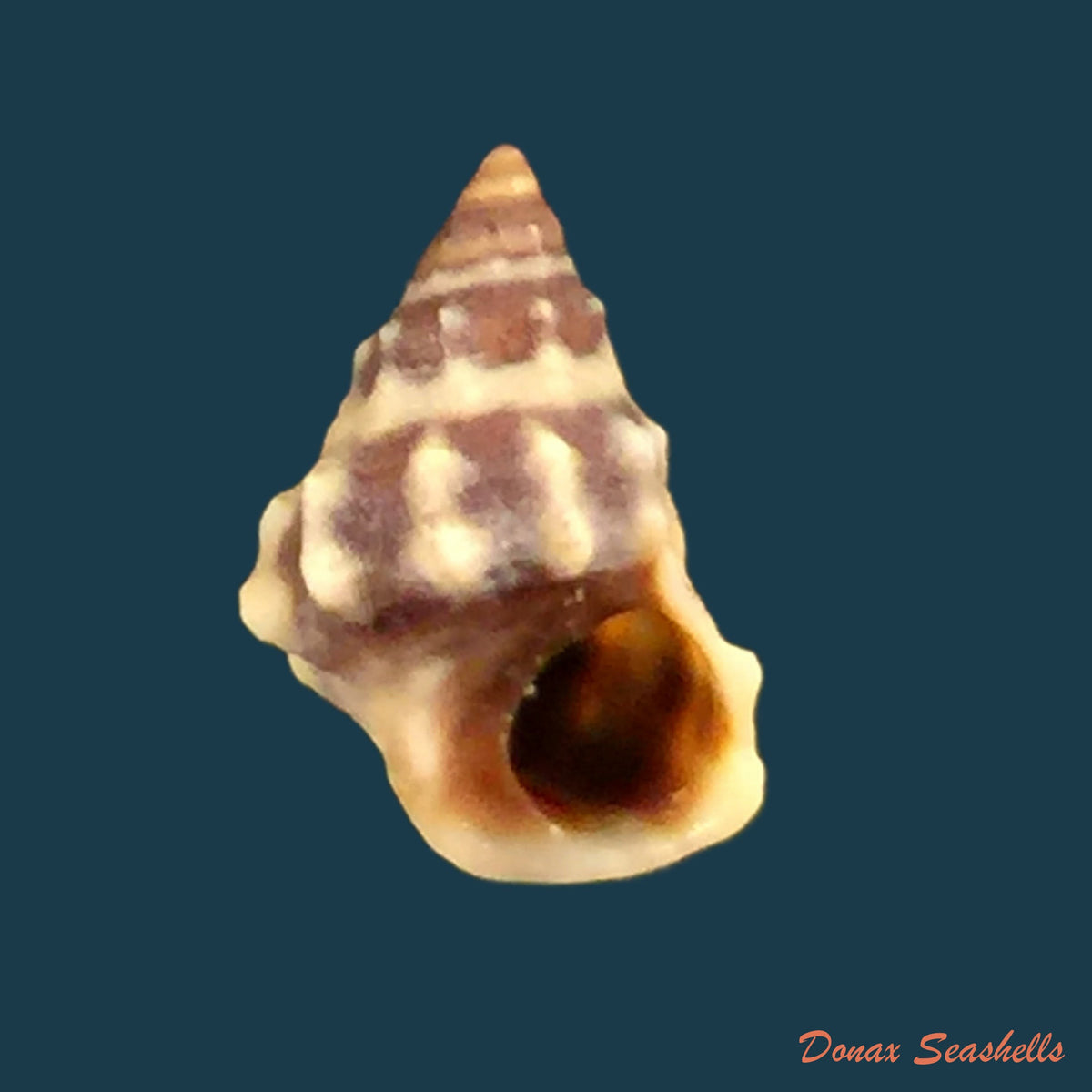 copia-de-nodilittorina-pyramidalis-quoy-gaimard-1836